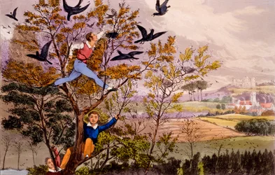 Überfall auf das Nest der Krähen